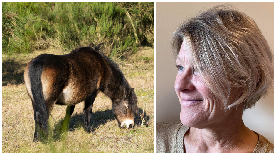 Dyreaktivist Sigtet For At Fodre Rewilding heste Jeg Ville G re Det